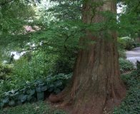 arboretum Wojsławice