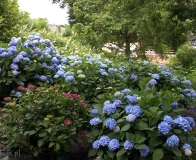 arboretum Wojsławice - hortensje