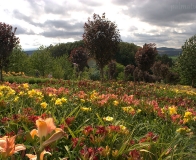 arboretum Wojsławice - lilie