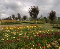 arboretum Wojsławice - wzgórze lilii