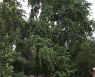 arboretum Wojsławice - miłorząb