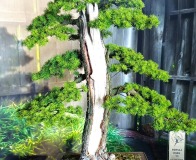 Wojslawice-2022-wystawa-bonsai-001