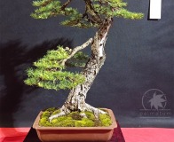 Wojslawice-2022-wystawa-bonsai-003