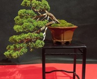 Wojslawice-2022-wystawa-bonsai-004