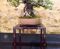 Wojslawice-2022-wystawa-bonsai-005