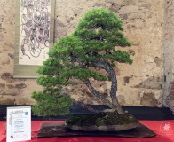 Wojslawice-2022-wystawa-bonsai-006