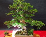 Wojslawice-2022-wystawa-bonsai-007