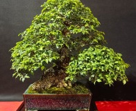 Wojslawice-2022-wystawa-bonsai-008