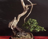 Wojslawice-2022-wystawa-bonsai-010
