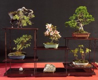 Wojslawice-2022-wystawa-bonsai-011