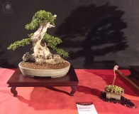 Wojslawice-2022-wystawa-bonsai-013