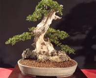 Wojslawice-2022-wystawa-bonsai-013b