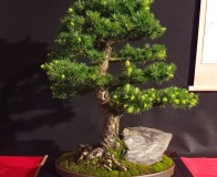 Wojslawice-2022-wystawa-bonsai-014