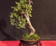 Wojslawice-2022-wystawa-bonsai-015