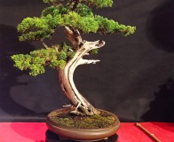 Wojslawice-2022-wystawa-bonsai-016