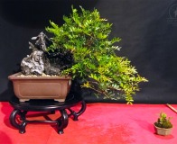 Wojslawice-2022-wystawa-bonsai-017