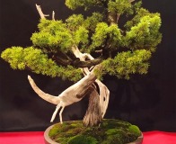 Wojslawice-2022-wystawa-bonsai-018