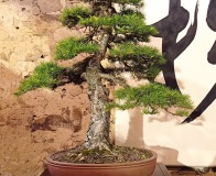 Wojslawice-2022-wystawa-bonsai-019