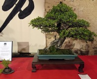 Wojslawice-2022-wystawa-bonsai-020