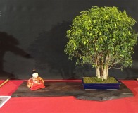 Wojslawice-2022-wystawa-bonsai-022