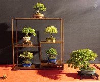 Wojslawice-2022-wystawa-bonsai-024