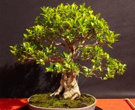 Wojslawice-2022-wystawa-bonsai-025