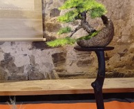 Wojslawice-2022-wystawa-bonsai-028