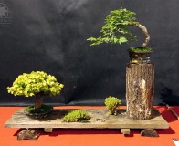 Wojslawice-2022-wystawa-bonsai-029