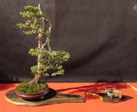 Wojslawice-2022-wystawa-bonsai-030