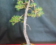 Wojslawice-2022-wystawa-bonsai-031
