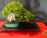 Wojslawice-2022-wystawa-bonsai-033