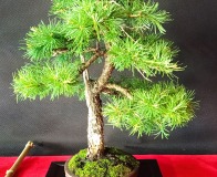 Wojslawice-2022-wystawa-bonsai-035