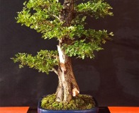 Wojslawice-2022-wystawa-bonsai-037