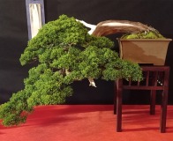 Wojslawice-2022-wystawa-bonsai-038
