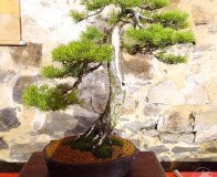 Wojslawice-2022-wystawa-bonsai-039