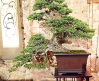 Wojslawice-2022-wystawa-bonsai-041