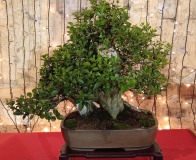 Wojslawice-2022-wystawa-bonsai-042
