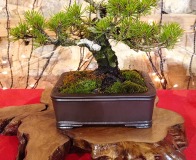 Wojslawice-2022-wystawa-bonsai-043