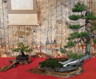 Wojslawice-2022-wystawa-bonsai-044