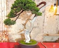 Wojslawice-2022-wystawa-bonsai-045