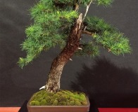 Wojslawice-2022-wystawa-bonsai-047