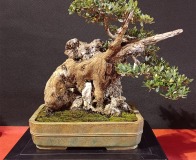 Wojslawice-2022-wystawa-bonsai-048b