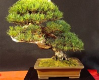 Wojslawice-2022-wystawa-bonsai-049