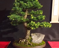 Wojslawice-2022-wystawa-bonsai-050