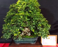 Wojslawice-2022-wystawa-bonsai-051
