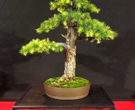 Wojslawice-2022-wystawa-bonsai-052