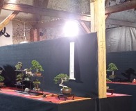 wystawa bonsai Wojsławice 2022