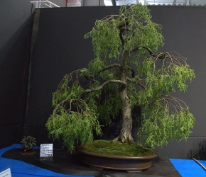 cyprysik groszkowy