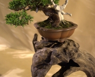 bonsai wystawa Wojsławice 2018