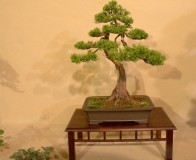 bonsai wystawa Wojsławice 2018